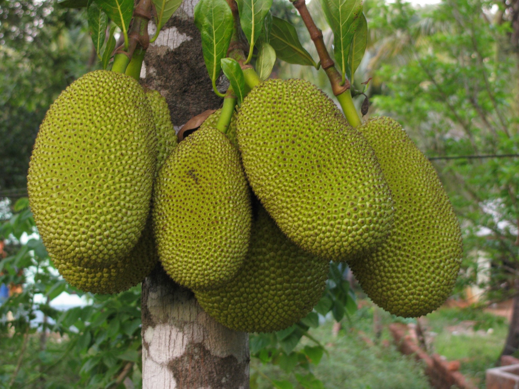 Вьетнамские манго
