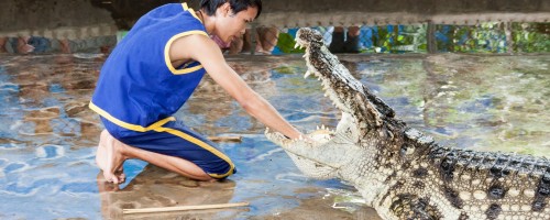 Обед с крокодилами и крокодилы на обед  