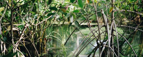 Мангровые джунгли Канзо: возвращенное природное сокровище